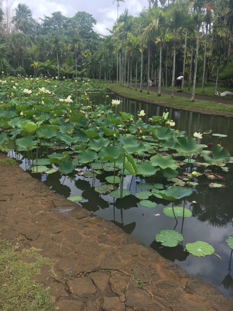 Botanischer Garten, Wasserlilien
