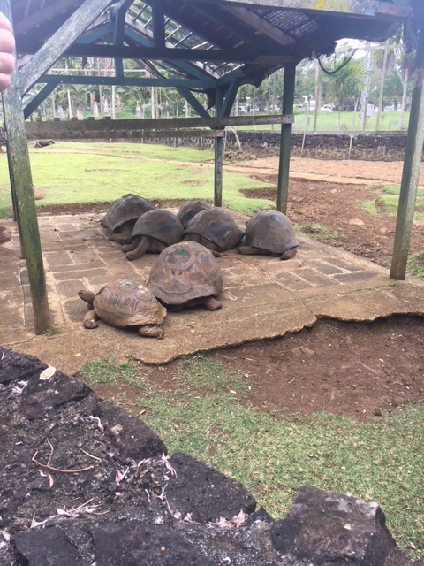 Botanischer Garten, Riesenschildkröten