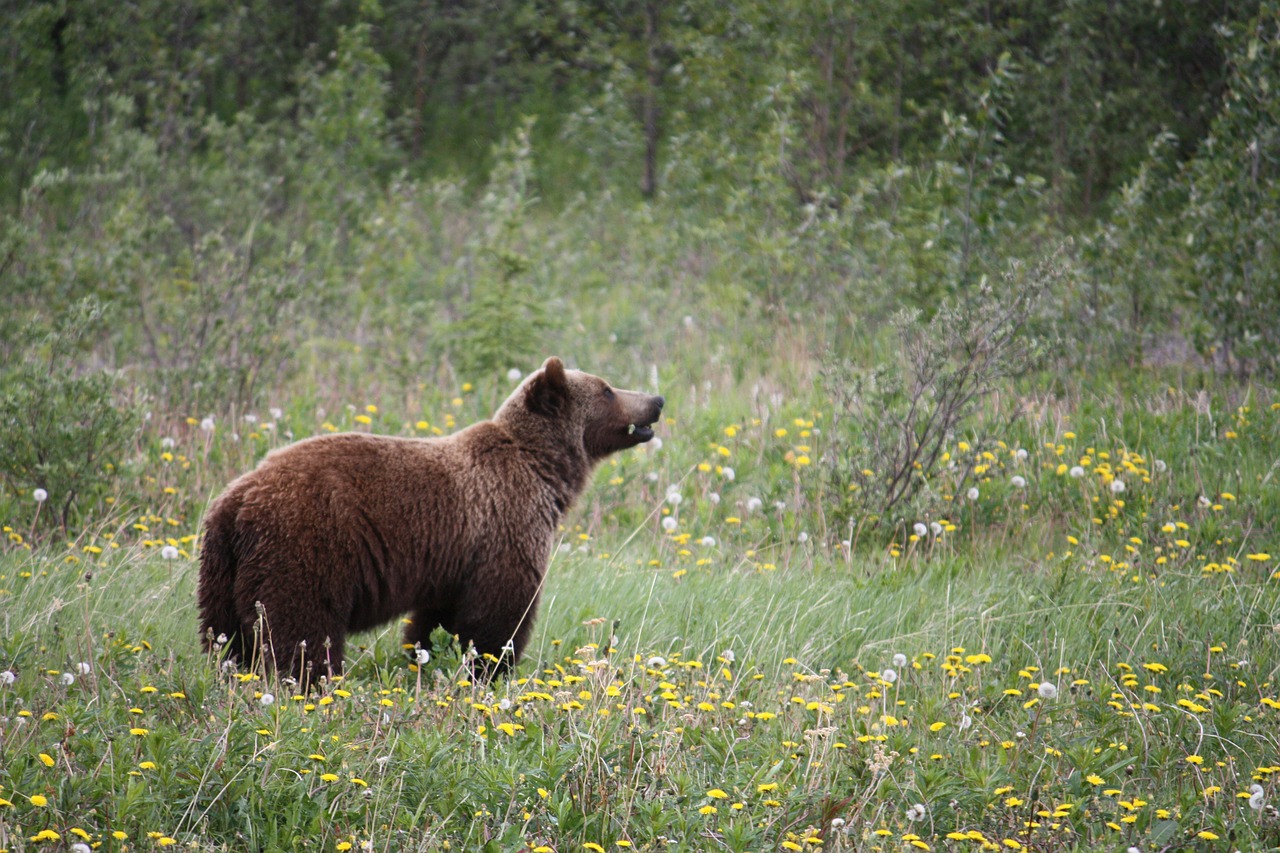 Alaska Kreuzfahrt Grizzlybären 