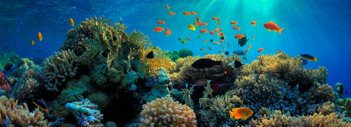 Costa Smeralda Umwelt Korallenriff